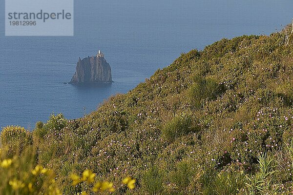 Gelbe Blumen  nah  unscharf  grüner Hügel  Strombolichio  kleine Stromboli vorgelagerte Vulkanfelsen-Insel  weißer Leuchtturm  Vulkaninsel  Stromboli  Äolische Inseln  Liparische Inseln  Sizilien  Italien  Europa