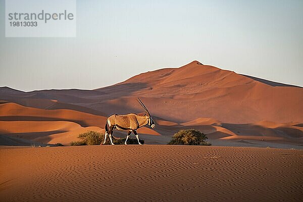 Oryx-Antilope wandert durch die Wüste  ihre Silhouette hebt sich gegen die Abenddünen ab  Namib-Wüste  Sossusvleiregion  Namib-Naukluft Park  Namibia  Afrika