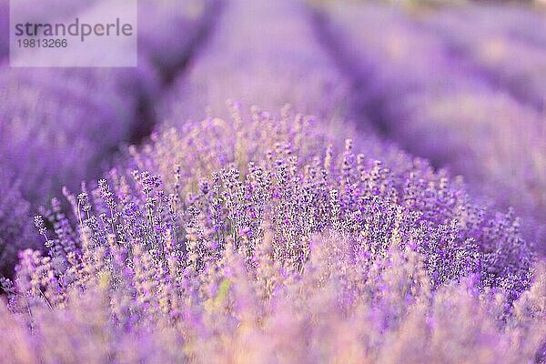 Violett lila Lavendel Feld Nahaufnahme. Blumen selektiver Fokus  unscharfer Hintergrund