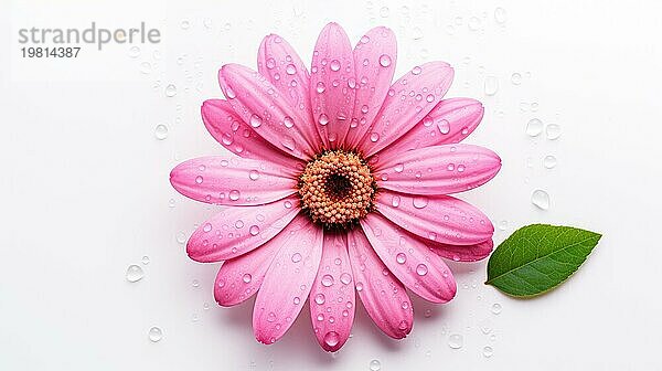 Rosa Gerberablüte mit Wassertropfen und einem einzelnen grünen Blatt auf einer weißen Fläche  die ein Gefühl von Frische und Reinheit hervorruft Ai erzeugt