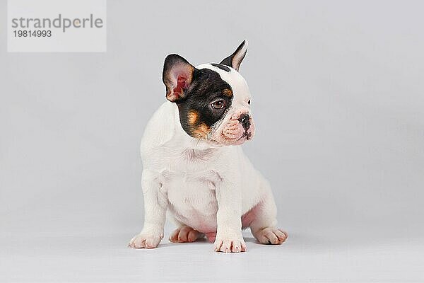 Tan pied Französisch Bulldogge Hundewelpe sitzt auf weißem Hintergrund