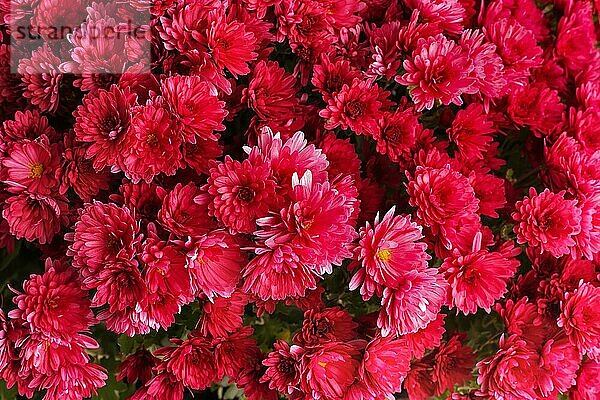Close up Chrysantheme roten Urlaub Blumen Textur Hintergrund