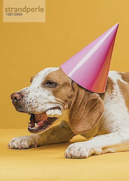 Hund mit Partyhut ißt Knochen