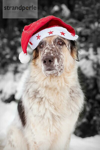 Niedlicher Hund mit Weihnachtsmannmütze und bezaubernden Augen im Freien. Fröhliche Weihnachten Konzept. Atmosphärisches Bild. Weihnachtsgrüße