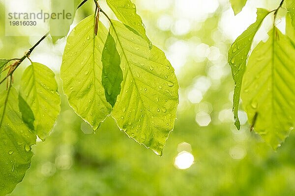 Sonnendurchflutete grüne  frisch entfaltete Blätter der Rotbuche (Fagus sylvatica)  helles Frühlings-Laub im Mai mit Wassertropfen  Bokeh  Gefühl von Frische und Vitalität  Niedersachsen  Deutschland  Europa