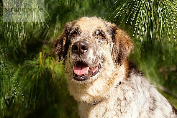 Großer flauschiger Mischlingshund Porträt Nahaufnahme  Tannenbaum Hintergrund