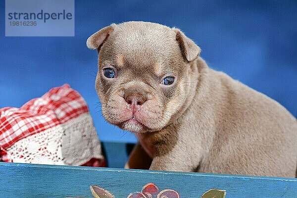 Französische Bulldogge Hundewelpe im Bett vor blauem Hintergrund