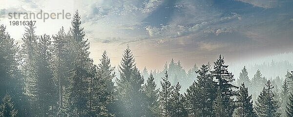 Kiefer Bäume Wald stilisierte Silhouette Foto Banner Hintergrund