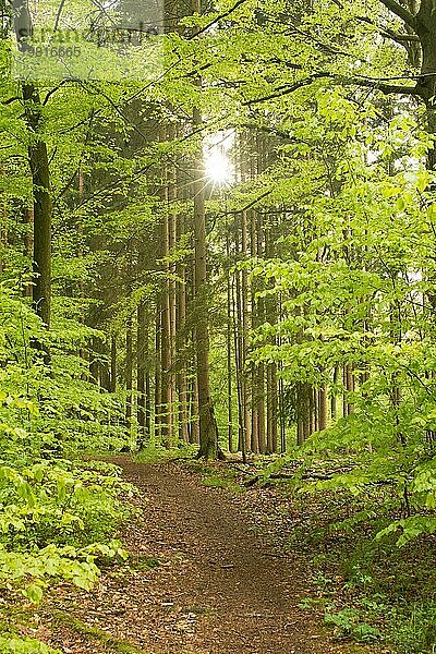 Von Sonnenlicht durchfluteter Wald mit einem Pfad  der Ruhe und Frieden ausstrahlt  Sonnenstrahlen fallen durch junge Blätter im Mai  Gegenlicht mit sichtbarer Sonne  Mischwald  Waldboden mit alter Laubschicht  jungen Schösslingen  Gras und Moos  Rotbuchen (Fagus sylvatica) und Gemeine Fichte (Picea abies) oder Rottanne  Schutzgebiet im Frühling  Niedersachsen  Deutschland  Europa