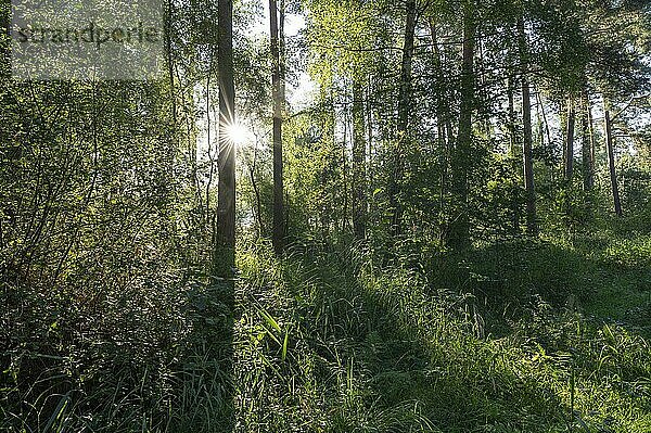 Mischwald  Sonnenstern  Naturschutzgebiet Barnbruch Wald  Niedersachsen  Deutschland  Europa