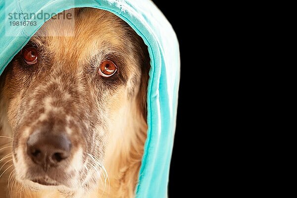 Lustiger großer Hund mit hellblauem Kapuzenpulli sitzt  Gesicht Porträt Großaufnahme  schwarzer Hintergrund Kopie Raum