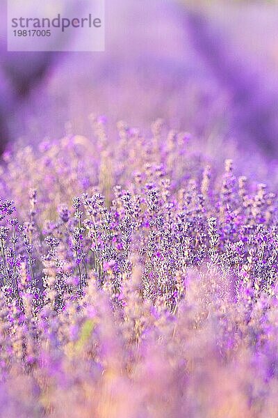 Violett lila Lavendel Feld Nahaufnahme. Blumen selektiver Fokus  unscharfer Hintergrund