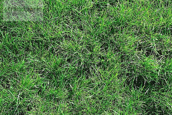 Nahaufnahme von unkultiviertem wildem grünem Rasen. Ansicht von oben. Grünes saftiges Gras Hintergrund für Frühling und Sommer