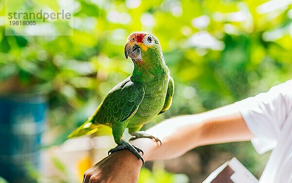Porträt der herbstlichen Amazonaspapagei auf Person Hand. Cute Central American Red Crested Parrot posiert auf Person Hand