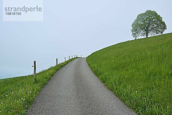 Ein einsamer Weg führt durch eine neblige grüne Hügel Landschaft mit Linden Baum  die Atmosphäre wirkt ruhig und geheimnisvoll  Frühling  Menzingen  Voralpen  Zug  Kanton Zug  Schweiz  Europa