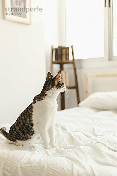 Katze sitzt im weichen Bett