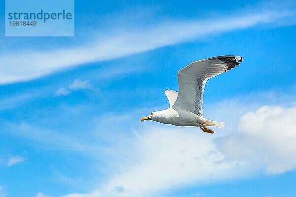Weiße Möwe fliegt in den sauberen blaün Himmel mit ausgebreiteten Flügeln. Konzept der Freiheit. Platz für Text