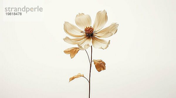 Eine einzelne zarte Blume mit einer minimalistischen Ästhetik vor einem hellen Hintergrund  die Einfachheit und natürliche Eleganz unterstreicht Ai generated