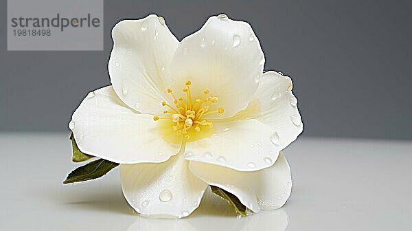 Eine Nahaufnahme einer weißen Blume mit Wassertropfen auf den Blütenblättern  die ein Gefühl von Ruhe und Reinheit vermittelt  das Ai erzeugt hat