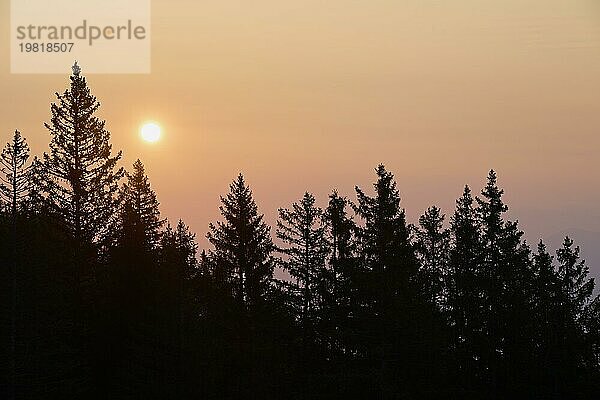 Sonnenaufgang mit der Silhouette eines Waldes im Vordergrund und einem orange gefärbten Himmel  Gurnigel Pass  Kanton Bern  Schweiz  Europa