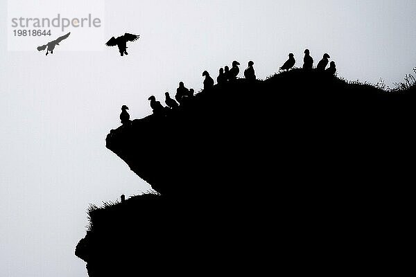 Papageitaucher (Fratercula arctica) sitzen auf grasbewachsenem Felsen  Silhouette  Insel Heimaey  Westmännerinseln  Vestmannaeyjar  Suðurland oder Südisland  Island  Europa