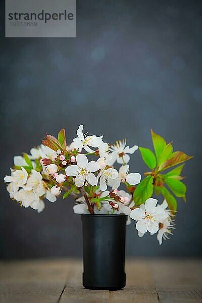 Frühling. Studio Makro Bild der blühenden Baum Zweig Bouquet mit weißen und rosa Blumen Nahaufnahme  dunkle Kopie Raum Hintergrund