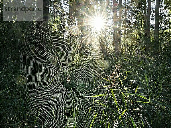 Mischwald  Spinnennetz mit Kreuzspinne (Araneus)  Sonnenstern  Naturschutzgebiet Barnbruch Wald  Niedersachsen  Deutschland  Europa