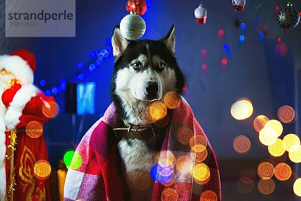 Ein erwachsener stattlicher männlicher Husky  eingewickelt in eine karierte rote Decke  umgeben von Lichtergirlanden und Neujahrs Weihnachtsspielzeug  Kugeln warten auf ein neues Jahr. Das Konzept des neuen Jahres 2018. Der Talisman des Jahres ist ein Hund