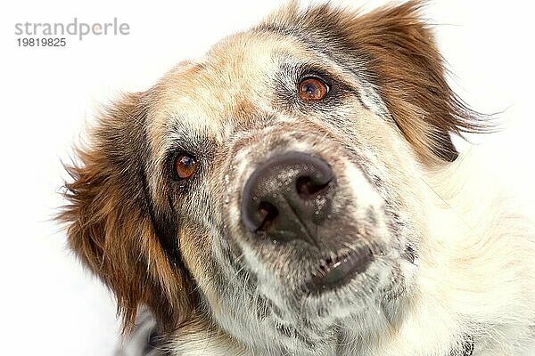 Großer Hund Training nach oben schauen  Gesicht Nahaufnahme Porträt auf weißem Hintergrund