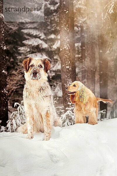 Zwei Hunde auf weißem Schnee Wald  ernste große und fröhliche Cockerspaniel