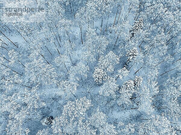Luftbild eines verschneiten Waldes  der ein natürliches Muster bildet