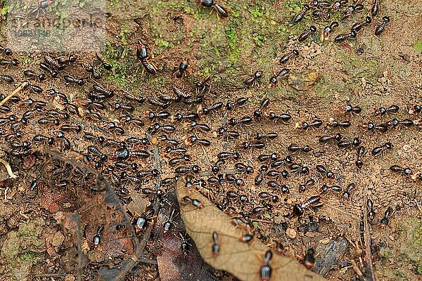Bewegung von Arbeitertermiten auf dem Waldboden in Saraburi  Thailand. Flache DOF