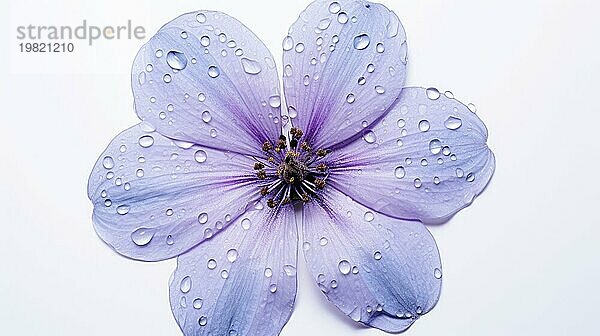 Eine Nahaufnahme einer zarten Fliederblüte mit Wassertropfen auf den Blütenblättern  die Gelassenheit und Reinheit ausstrahlt Ai erzeugt
