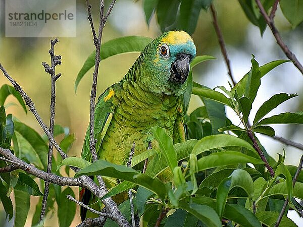 Porträt einer freilebende Blaustirnamazone (Amazona aestiva) in einem Park in Buenos Aires wo diese ursprünglich aus Gefangenschaft geflohenen oder freigelassenen Papageien inzwischen erfolgreich in freier Wildbahn brüten  Buenos Aires  Argentinien  Südamerika