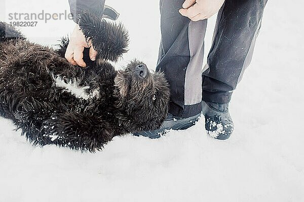 Bouvier de Flandres Schäferhund spielt und vergnügt sich im Schnee mit einem Mann in einem Tierheim für streunende Hunde