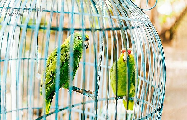 Porträt von zwei schönen grünen Papageien in einem Käfig. Zwei schöne und bunte Gelbkopfpapageien in einem Käfig
