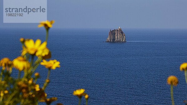 Gelbe Blumen  nah  unscharf  Strombolichio  kleine Stromboli vorgelagerte Vulkanfelsen-Insel  weißer Leuchtturm  Vulkaninsel  Stromboli  Äolische Inseln  Liparische Inseln  Sizilien  Italien  Europa