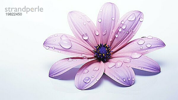 Eine Nahaufnahme einer rosafarbenen Blume mit Wassertropfen auf den Blütenblättern und einer violetten Mitte  die ein Gefühl von Reinheit und Einfachheit vermittelt  das Ai erzeugt hat