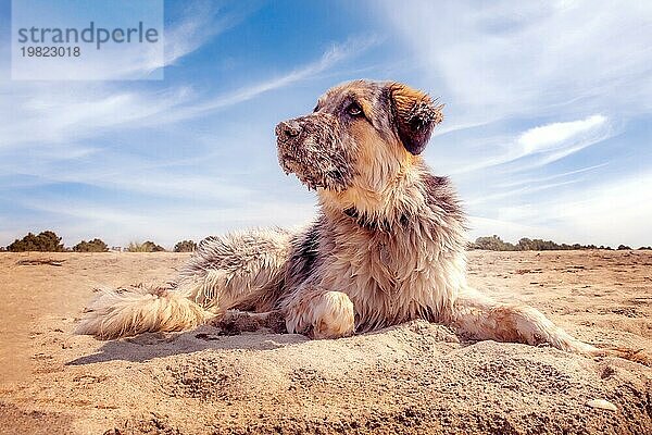 Porträt eines weißen  braunen und schwarzen Hundes großer Rasse  der sich am Sandstrand entspannt  Nahaufnahme
