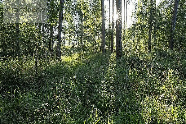 Mischwald  Sonnenstern  Naturschutzgebiet Barnbruch Wald  Niedersachsen  Deutschland  Europa