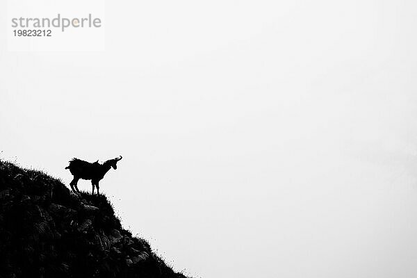 Gemse (Rupicapra rupicapra) auf Bergrücken im Gegenlicht  Interlaken  Berner Oberland  Schweiz  Europa