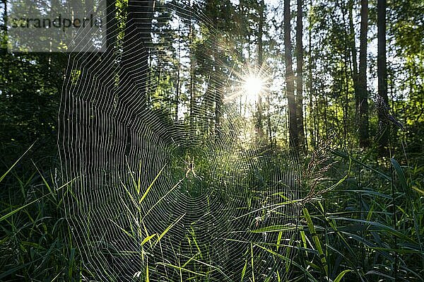 Mischwald  Spinnennetz mit Kreuzspinne (Araneus)  Sonnenstern  Naturschutzgebiet Barnbruch Wald  Niedersachsen  Deutschland  Europa