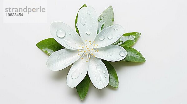 Eine zarte weiße Blume mit frischen Wassertropfen auf den Blütenblättern und grünen Blättern  die ein Gefühl von Reinheit und Gelassenheit vermitteln Ai erzeugt