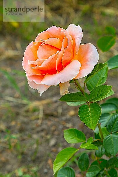 Close up schöne orange Rose Blume  Urlaub alles Gute zum Geburtstag Karte