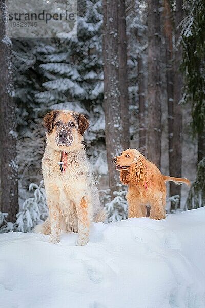 Zwei Hunde auf weißem Schnee Wald  ernste große gemischte Rasse und fröhlich Cockerspaniel