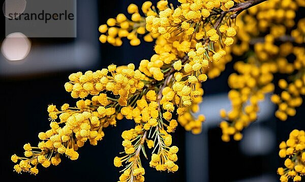 Nahaufnahme von leuchtend gelben Mimosenblüten mit weichem Bokeh Hintergrund AI generiert  KI generiert