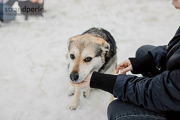 Obdachloser süßer Hund schaut mit traurigen und freundlichen Augen auf eine Person in einem Tierheim für obdachlose Tiere