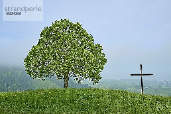 Ein einsamer Baum und Kreuz auf einem nebligen Hügel  umgeben von Grün und Stille  Frühling  Menzingen  Voralpen  Zug  Kanton Zug  Schweiz  Europa