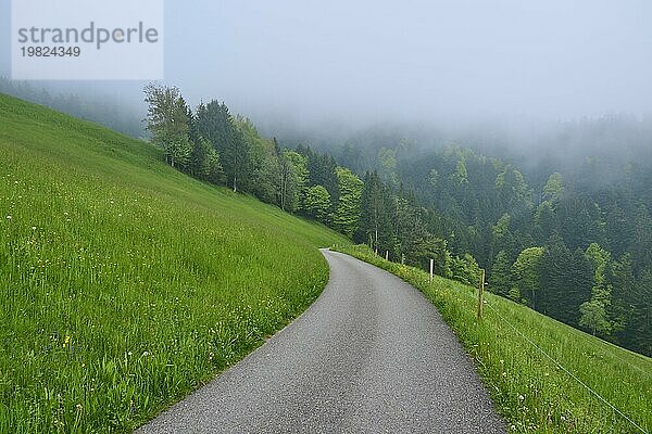 Ein einsamer Weg führt durch eine neblige grüne Hügel Landschaft  die Atmosphäre wirkt ruhig und geheimnisvoll  Frühling  Menzingen  Voralpen  Zug  Kanton Zug  Schweiz  Europa