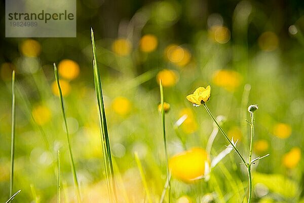 Nahaufnahme Wilde gelbe Blume in einem grünen Wald mit einem Bokeh im Hintergrund